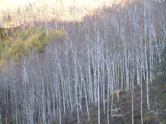 충북 충주 인등산 인재의숲 내 자작나무 군락지. (사진=SK임업)