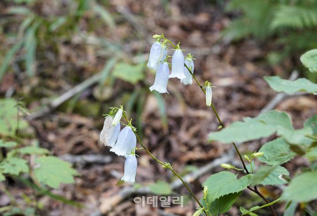 DMZ 일원의 산림생물자원을 조사하는 과정에서 발견한 금강초롱꽃.(사진=국립수목원)