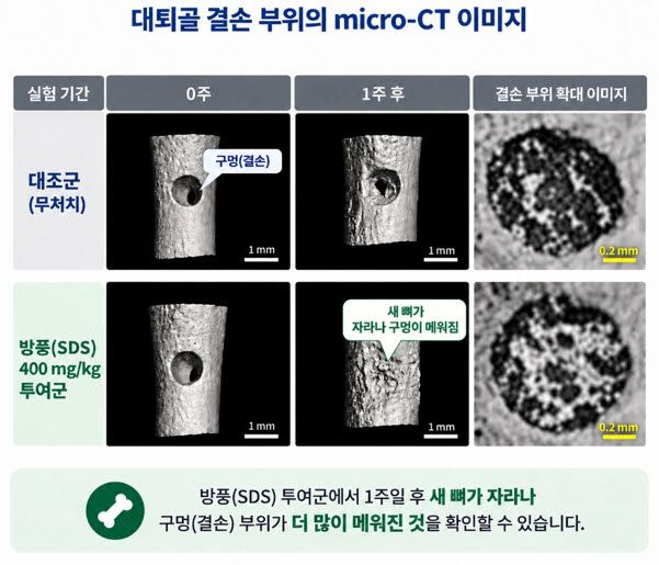 대퇴골 결손부위 micro-CT 촬영 결과, 방풍을 투여하지 않은 무처치군(위)은 골절로 생긴 구멍이 그대로 남아있었다. 반면, 방풍(SDS) 400mg/kg 투여군(아래)은 새로운 뼈가 자라나 구멍 대부분을 메운 것을 확인할 수 있다. (출처 : 자생한방병원)