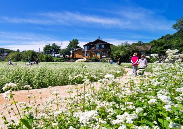 효석문화제(메일꽃 축제) 전경(사진=평창군)​