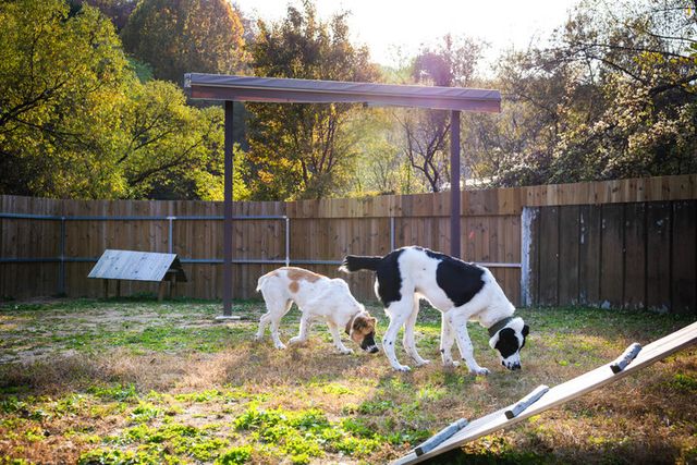 11일 오후 서울대공원 사육 공간으로 이동한 해피와 조이. 서울대공원은 해피, 조이가 동물권이 존중받는 환경에서 건강하고 행복한 생활을 할 수 있도록 최선의 조치를 다할 것이라고 밝혔다고 대통령실이 설명했다. [사진=대통령실]