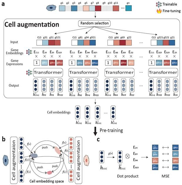 self-supervised learning의 개략도. [사진=GIST]