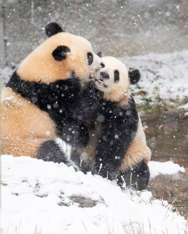 [사진=삼성물산 리조트부문]