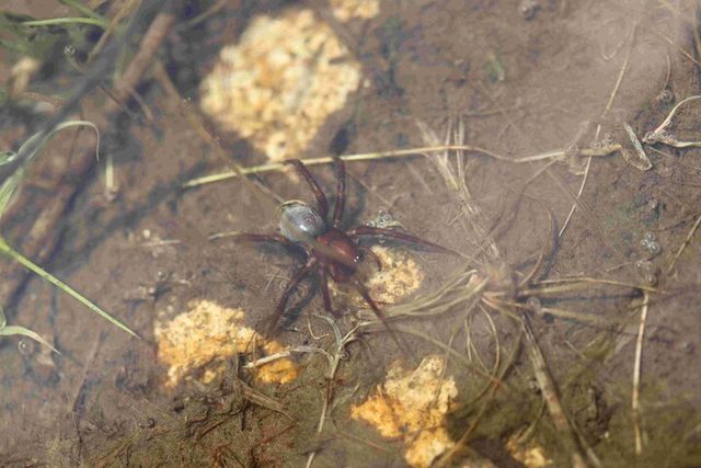 [사진=국립생태원]