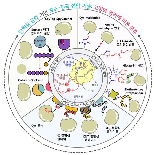 효소-전극 접합을 위한 혁신적 단백질 공학 접근법. [사진=GIST]