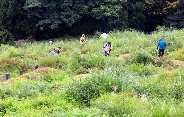 제주시 어승생 공설묘지에서 벌초객들이 벌초 작업을 하고 있다. [사진=연합뉴스]