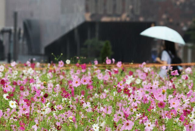 가을비가 내린 지난달 24일 경기도 수원시 영통구 경기도청 앞에서 우산을 쓴 시민들이 활짝 핀 코스모스 사이를 지나고 있다. [사진=연합]