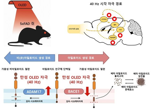 적색 OLED 로 신경 세포를 자극 알츠하이머 실험용 쥐의 아밀로이드 베타의 줄이는 기전. [사진=