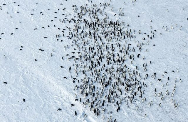 쿨먼섬 황제펭귄 번식지와 굶어 죽은 것으로 추정되는 새끼 펭귄들 [사진=극지연구소]