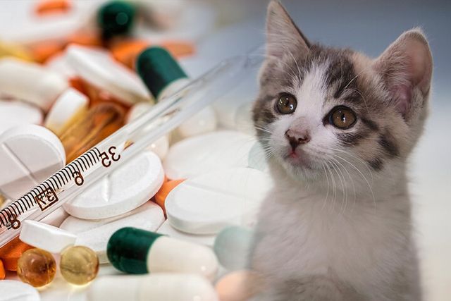 제약바이오 업계가 동물용의약품 시장에 뛰어들고 있다. [사진=픽사베이, 그래픽=이승준 기자]