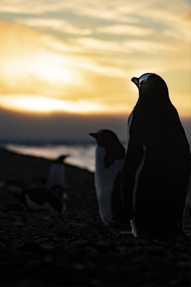 [대상] 노을과 파도가 응원하는 펭귄의 결의 (촬영 고용수)