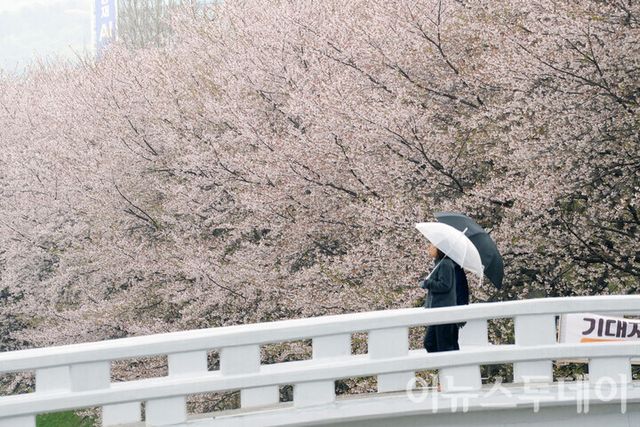 주말간 내린 비와 강풍으로 만개했던 벚꽃이 지고 있는 14일 오전 벚꽃 명소 중 한 곳인 서울 서초구 양재천에서 시민들이 다리를 건너고 있다. [사진=안경선 기자]