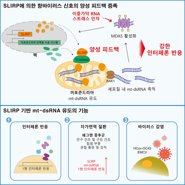 슬러프(SLIRP) 단백질에 의한 항바이러스 신호 증폭 모식도. [사진 : 카이스트]&nbsp;
