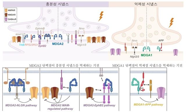 MDGA2 단백질이 EphB2-ephrinB 신호체계 교란해 흥분성 시냅스 내 NMDA 글루타메이트 수용체 기능을 저해하는 분자 모델 [사진 = 디지스트]
