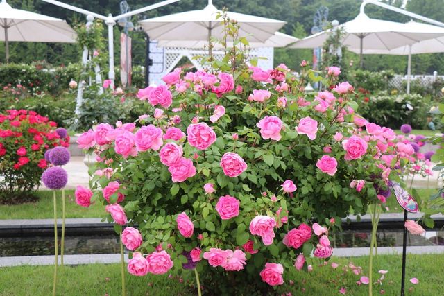 [사진=에버랜드]