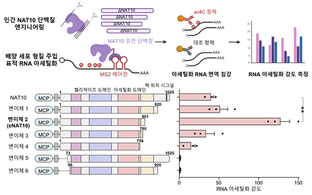 NAT10 단백질 엔지니어링을 통한 고활성 변이체 eNAT10 개발. [사진=카이스트]