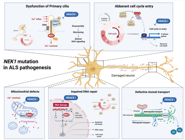 연구성과 그림 [사진=한국연구재단]&nbsp;
