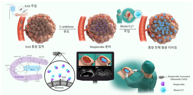 암 부위만 밝히는 박테리아 기반 형광 기술 그림 [사진=KIST]&nbsp;