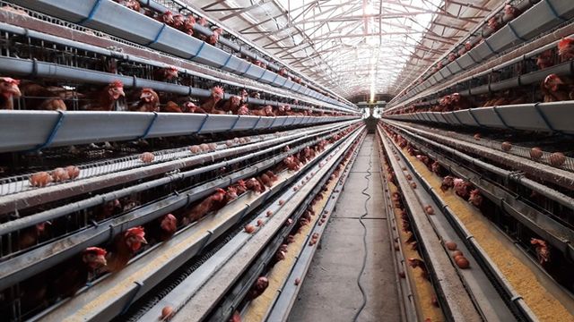 경남 양산시 내 산란계 농장. [사진=양산시]