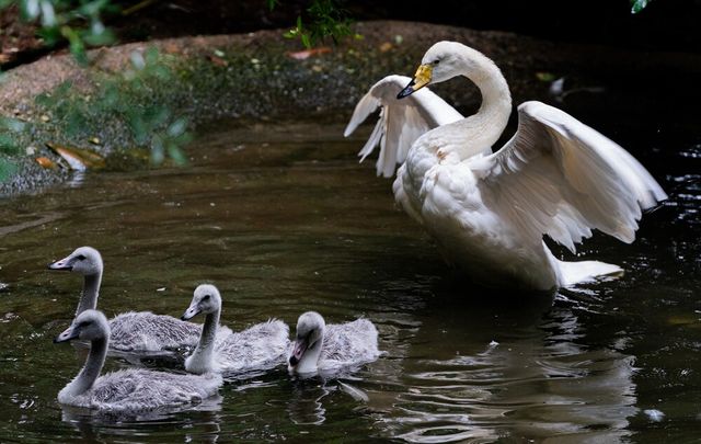 [사진=에버랜드]