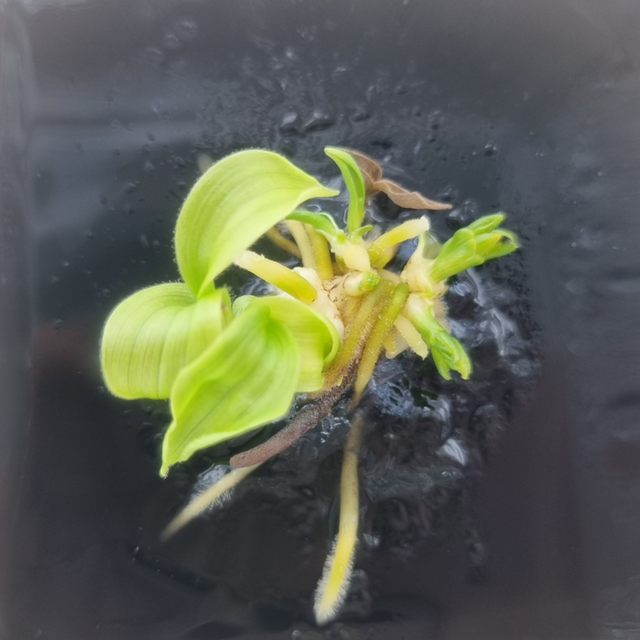 털복주머니란.[사진=국립생태원]