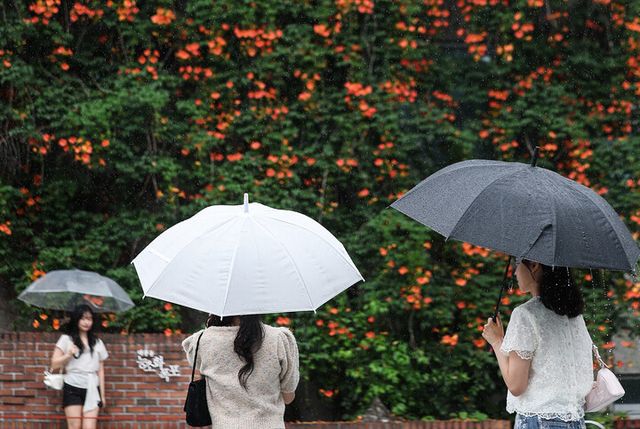장맛비가 내리는 대구 중구 대봉동 한 건물 외벽의 '능소화 폭포'에서 우산 쓴 시민들이 활짝 핀 능소화를 배경으로 사진을 찍고 있다. [사진=연합뉴스]