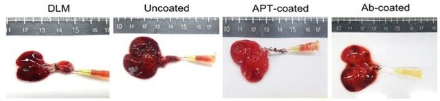 강스템바이오텍이 ‘앱타머를 이용한 고기능성 인공간 제작 방법’에 대한 일본 특허 등록을 완료했다. [사진=강스템바이오텍]
