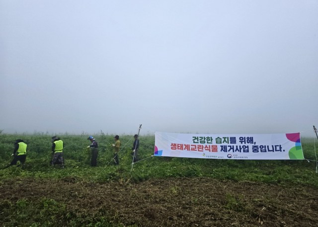 충주 비내섬 생태계교란 식물 제거사업 실시 현장 사진. [사진=국립생태원]