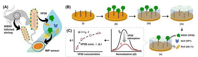 분자각인 고분자 기반 바이오센서를 이용한 흰반점 바이러스(WSSV) 검출 원리 모식도. [사진=GIST]&nbsp;