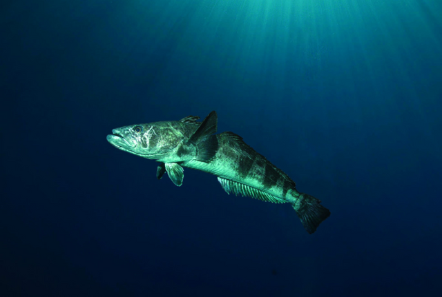 (기존) 비막치어, 메로 → (혼용 명칭 개선) 파타고니아 이빨고기 [사진=극지연구소]