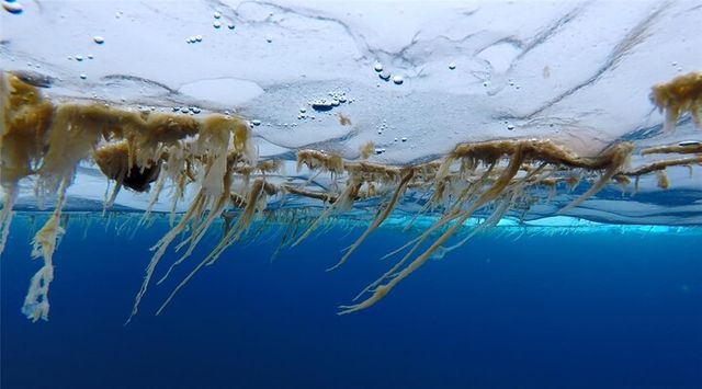 북극 해빙 바닥에 붙어 있는 해빙미세조류 [사진=극지연구소]