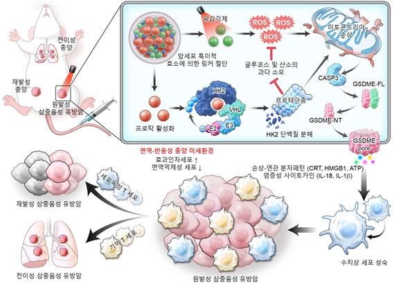 삼중음성 유방암을 겨냥해 면역대사 단백질을 분해하면서 동시에 빛을 이용해 암세포를 죽이는 새로운 치료제 개발에 성공했다. [사진=한국연구재단]