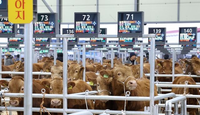 한우 경매 사진. [사진=강진군]