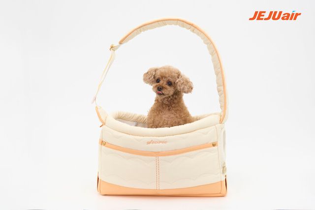 반려동물 동반 탑승객이 명절 연휴 등이 있는 월에 평균 대비 최대 26% 이상 증가하는 것으로 집계됐다도 제주항공이 19일 밝혔다. [사진=제주항공]