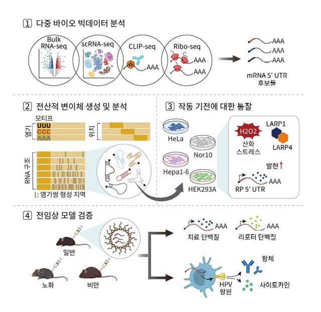 생물정보학을 활용한 mRNA 의약품 설계 및 검증 모식도. [사진=KAIST]