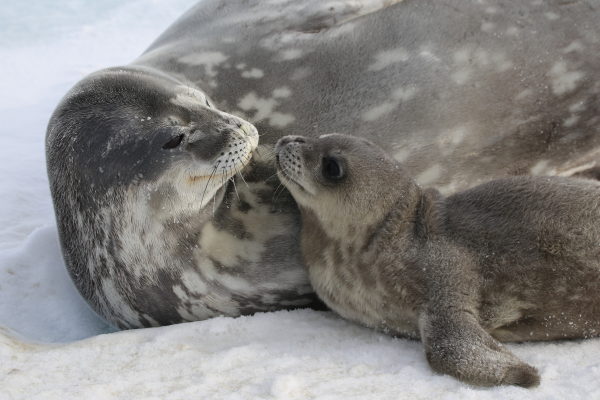 웨델물범 어미와 새끼 [사진=극지연구소]