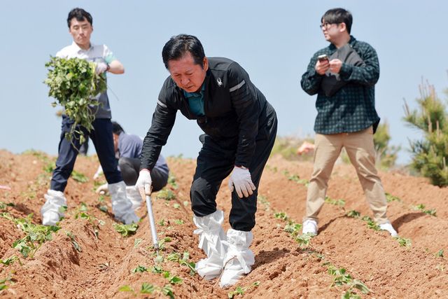 더불어민주당 정청래 대표가 김남국 대변인과 함께 21일 경남 통영시 욕지도 고구마 재배 현장을 찾아 고구마 순을 심고 있다.[사진=연합뉴스]