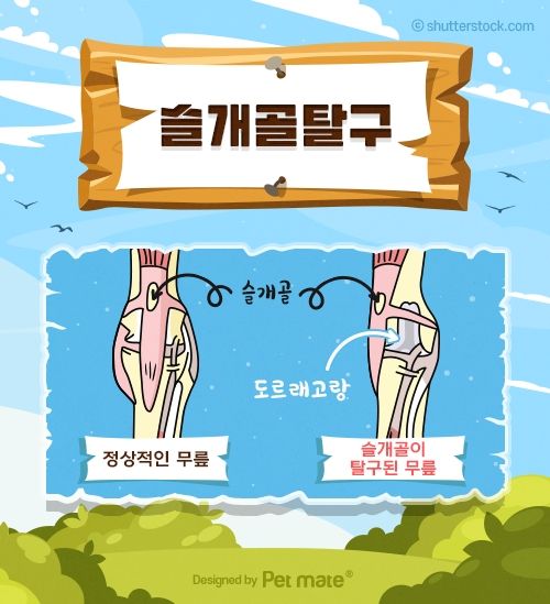 슬개골이 내측으로 빠진 모습(빨간 동그라미)
