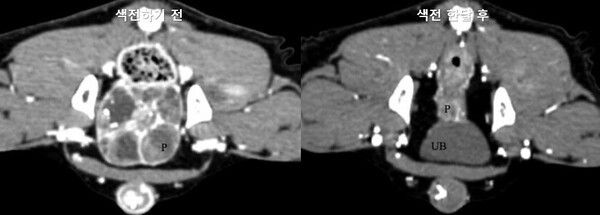 이미지 출처_https://avmajournals.avma.org/view/journals/javma/259/10/javma.20.06.0324.xml