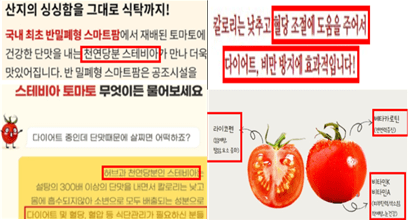 스테비아 토마토 부당 광고 판매업체 문구 예시