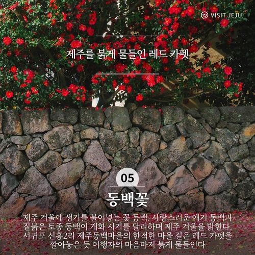 놓치지 말아야 할 겨울 제주관광 10선