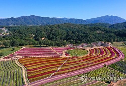 가을 색으로 물든 철원 고석정 꽃밭