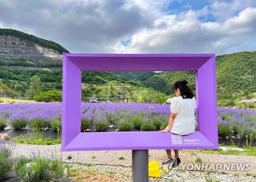동해 무릉별유천지 '라벤더 만나는 날'