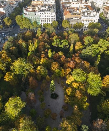 레티로공원의 '왕따 나무' [사진/성연재 기자]