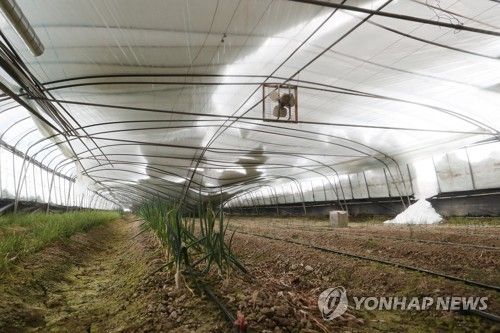 농작물 위로 내려앉은 비닐하우스
