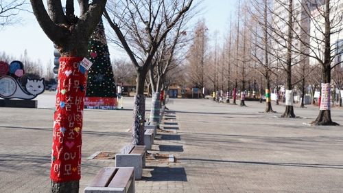 시민들이 손수 만든 뜨게 옷을 입은 일산문화광장 나무들 모습
