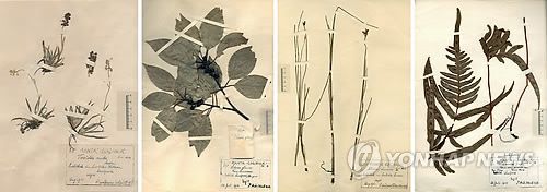 독일에 있던 100년 전 보물 '한국 식물표본'