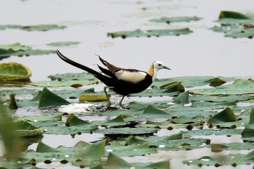강릉서 관찰된 물꿩