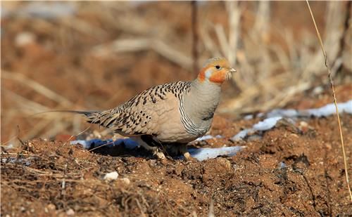 강릉에서 관찰된 사막꿩