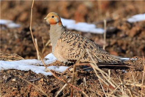 76년 만에 국내에서 관찰된 사막꿩